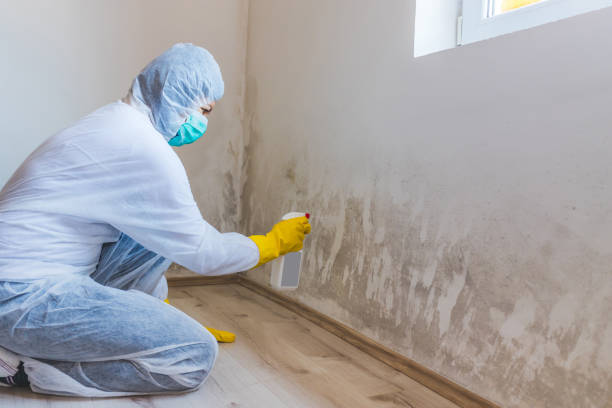 Reliable Bernice, LA Mold Remediation Solutions
