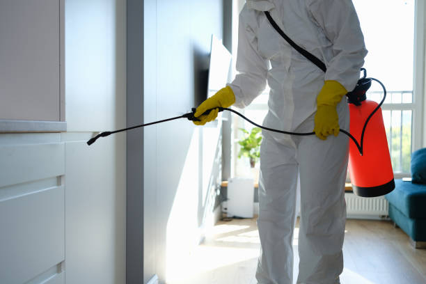 Best Black Mold Remediation in Bernice, LA